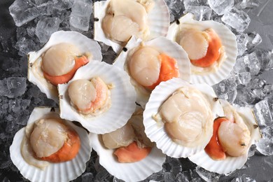 Photo of Fresh raw scallops with shells on ice cubes, flat lay