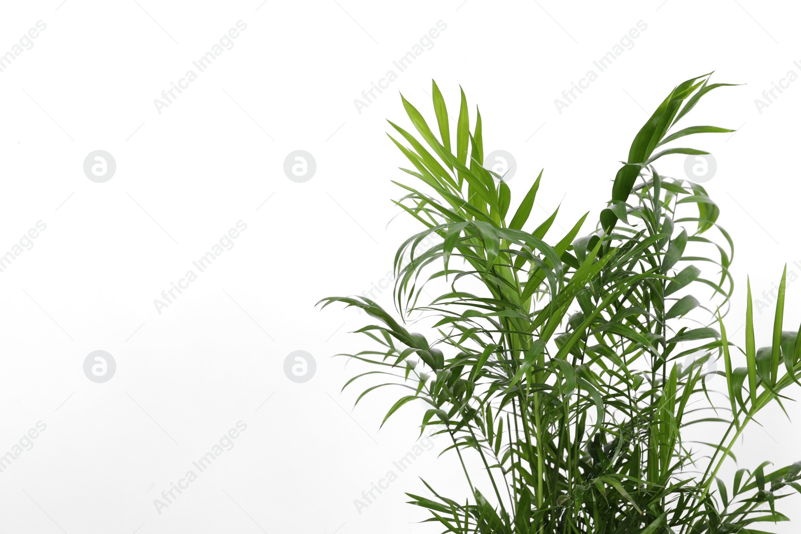 Photo of Beautiful chamaedorea palm near white wall, closeup and space for text. Exotic houseplant