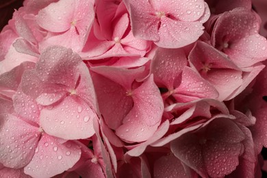 Beautiful pink hortensia flowers with water drops as background, closeup