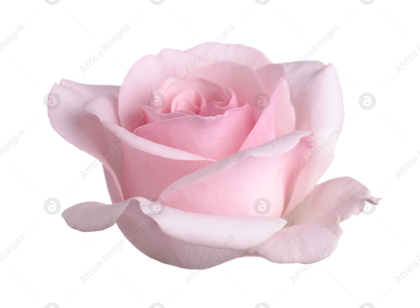 Photo of Blooming pink rose isolated on white. Beautiful flower