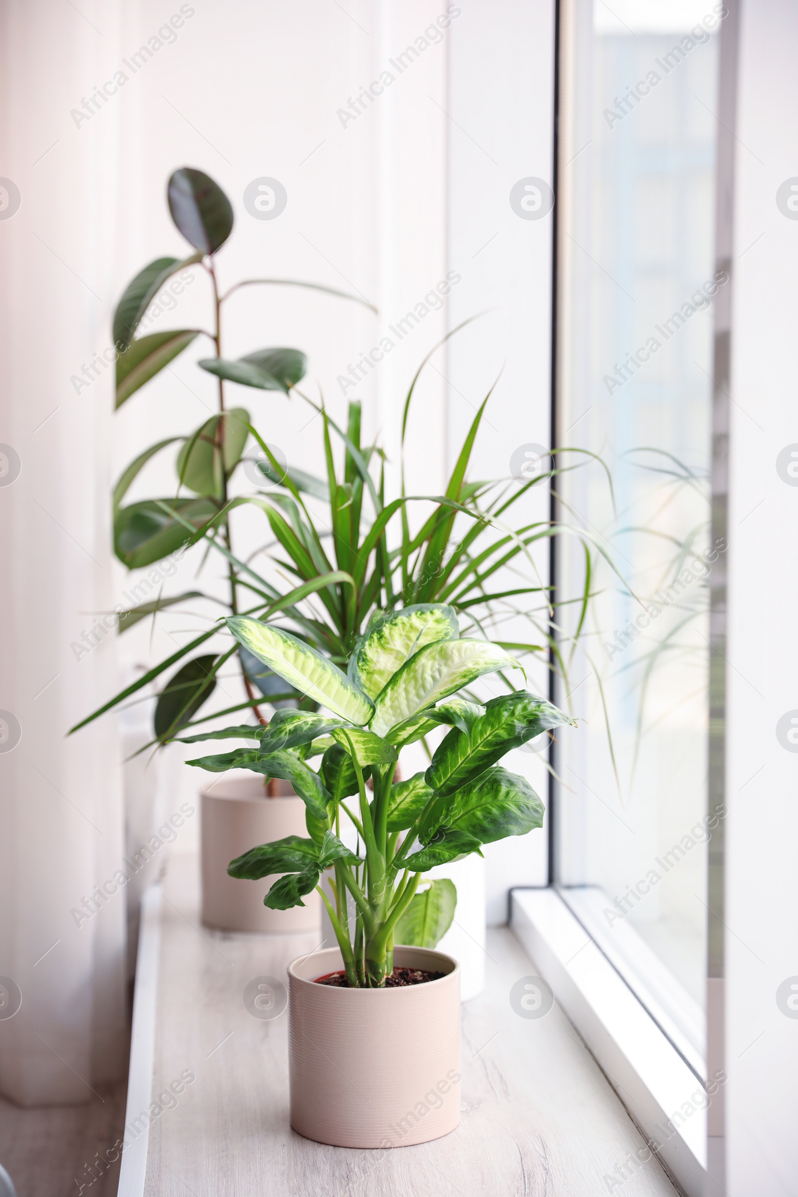 Photo of Different potted plants near window at home