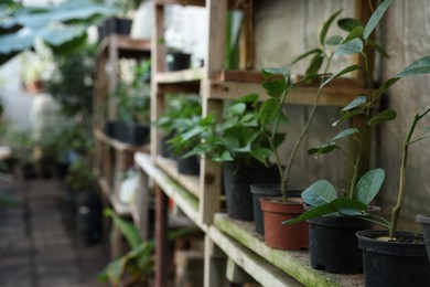 Photo of Many different potted plants in greenhouse, space for text
