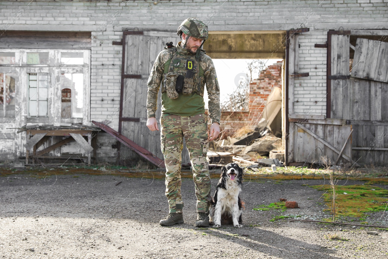 Photo of Ukrainian soldier with stray dog outdoors on sunny day