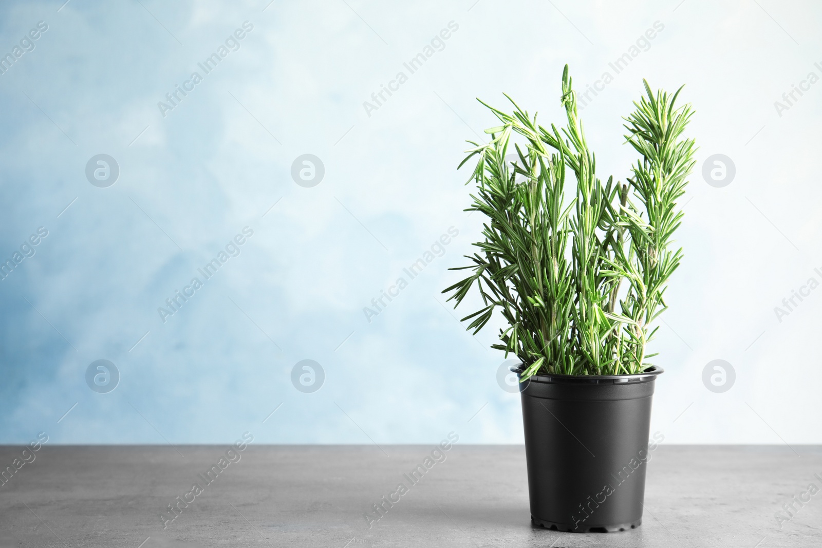 Photo of Potted rosemary on grey table against light blue background, space for text