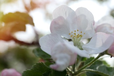 Closeup view of blossoming quince tree outdoors