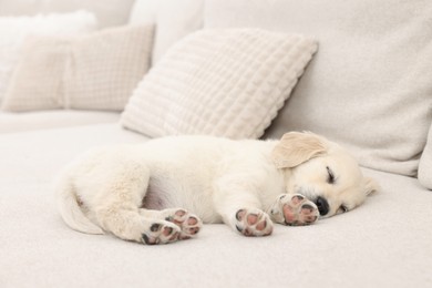 Photo of Cute little puppy sleeping on beige couch