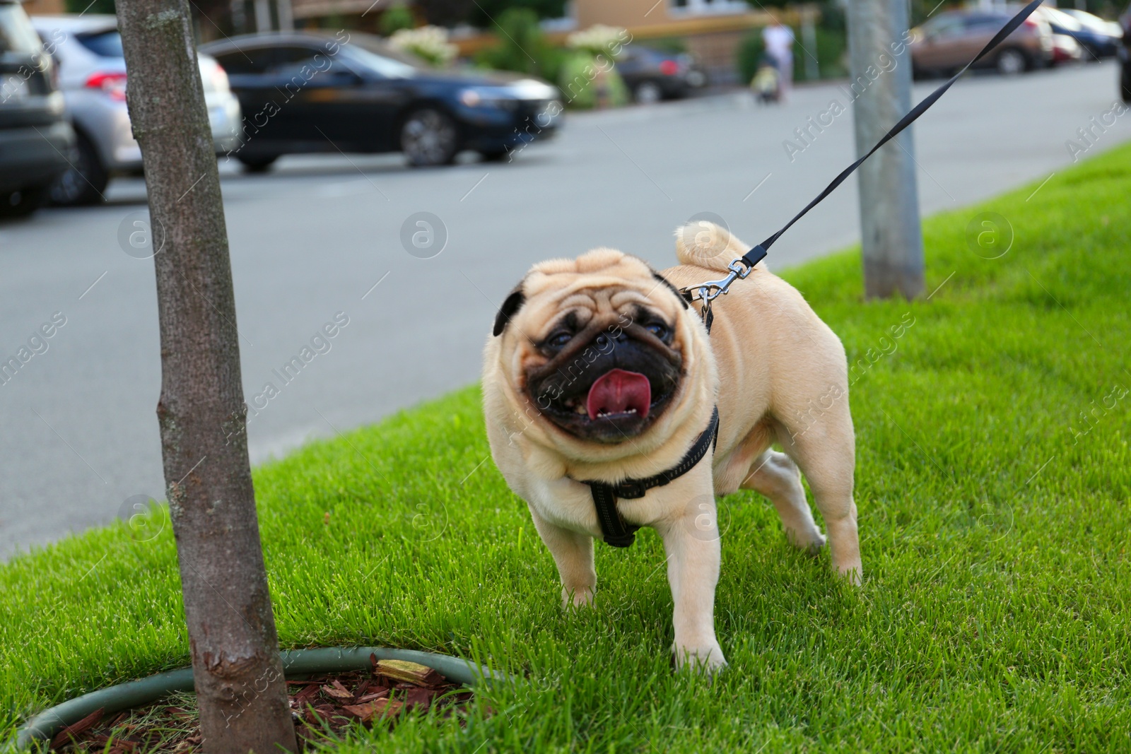 Photo of Cute pug with leash on green lawn outdoors. Dog walking