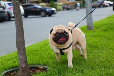 Photo of Cute pug with leash on green lawn outdoors. Dog walking