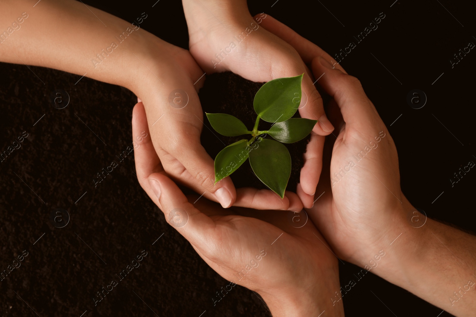 Photo of Couple holding seedling over soil, top view. Planting tree