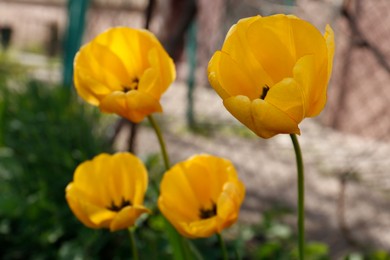 Beautiful bright yellow tulips outdoors, closeup view