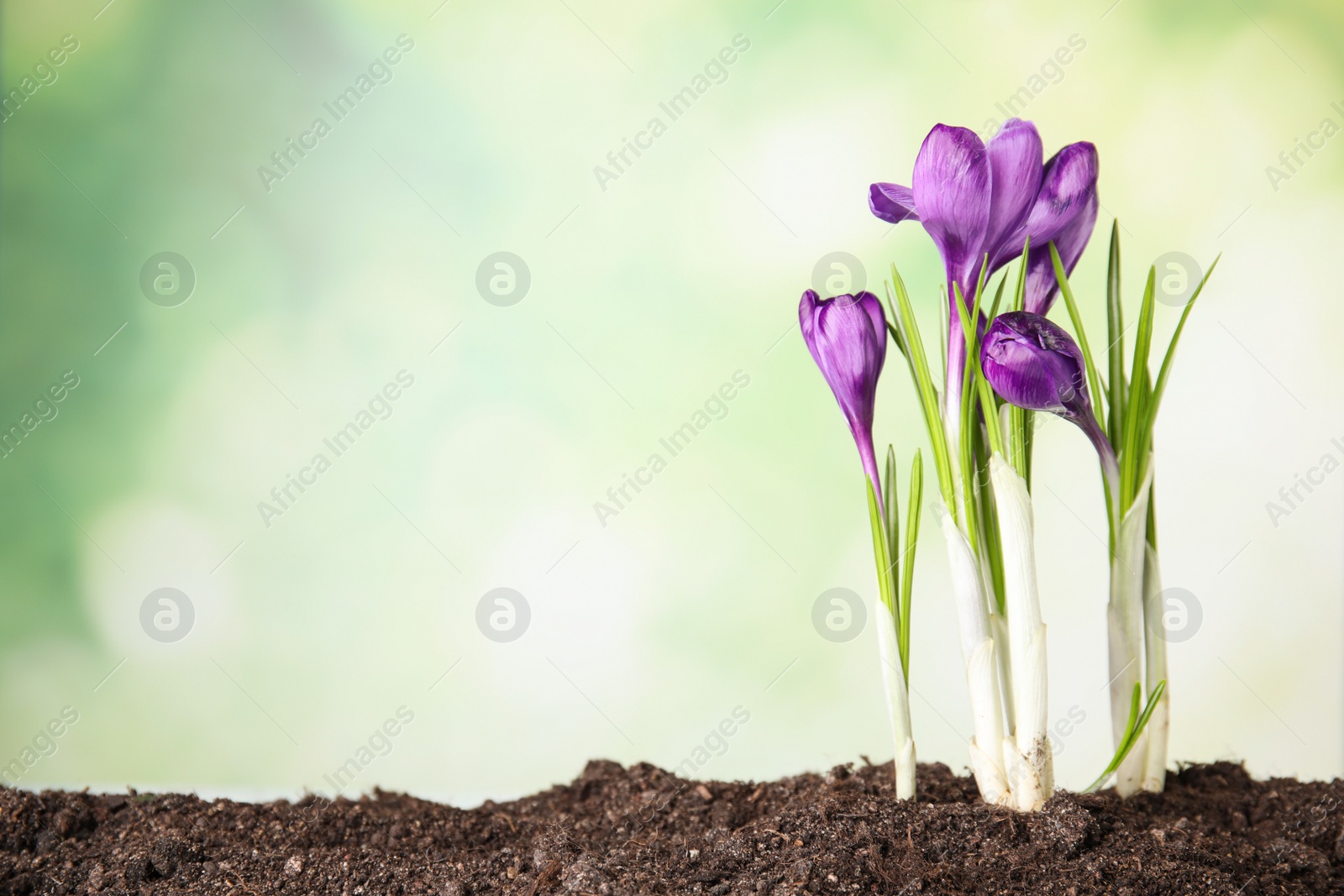 Photo of Beautiful blooming crocus flowers in ground. Springtime