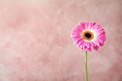 Photo of Beautiful bright gerbera flower on color background. Space for text