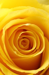 Photo of Beautiful rose with yellow petals as background, macro view