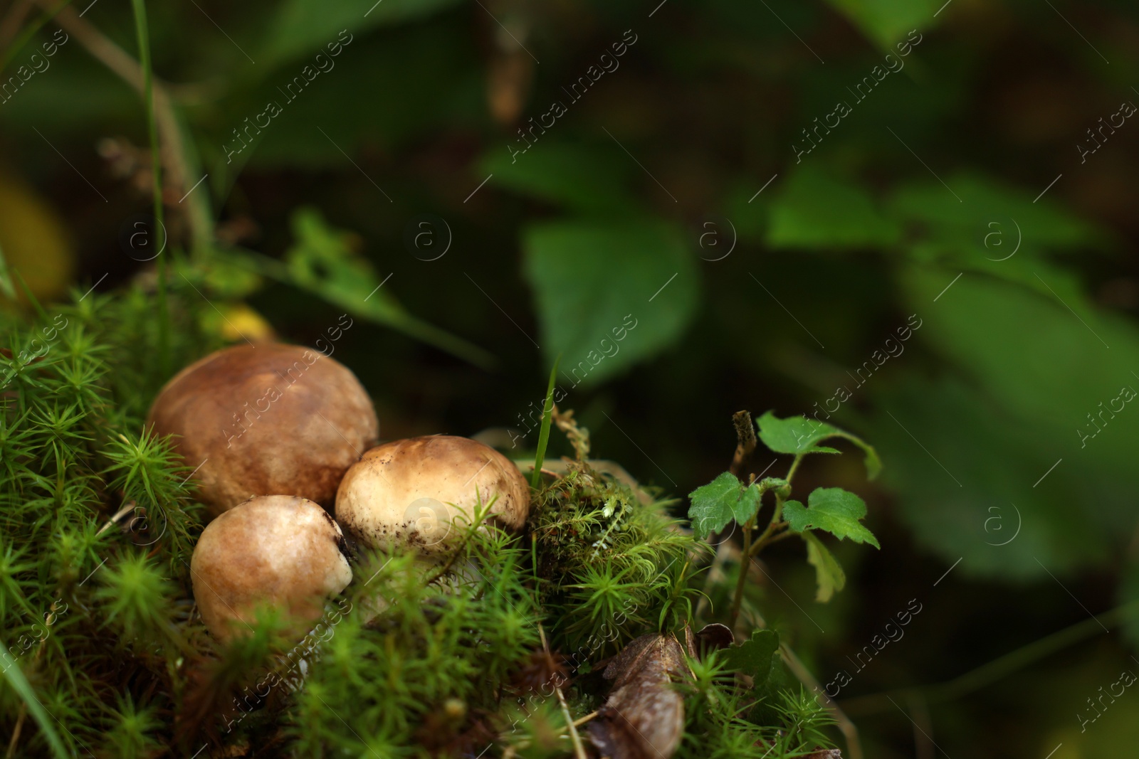 Photo of Fresh porcino mushrooms growing in forest, closeup