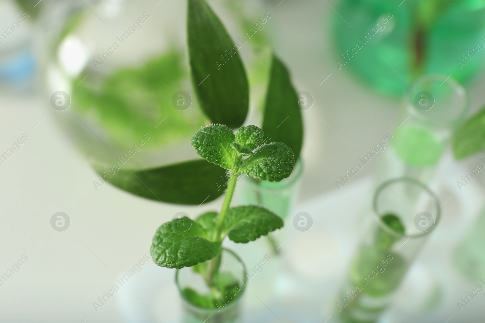 Photo of Green plant in test tube on blurred background, closeup. Biological chemistry