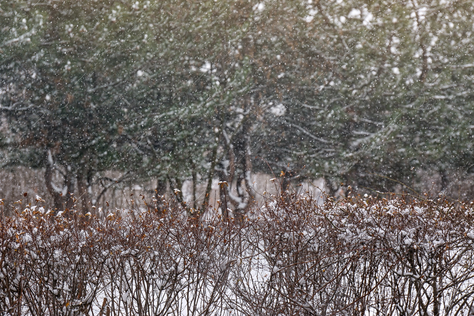 Photo of Bare bush branches covered with snow in park on cold winter day