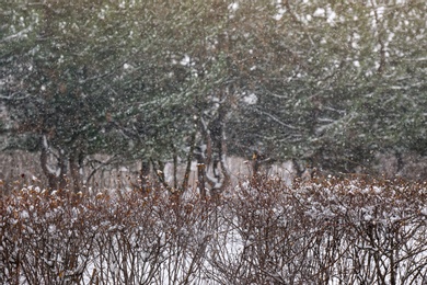 Photo of Bare bush branches covered with snow in park on cold winter day