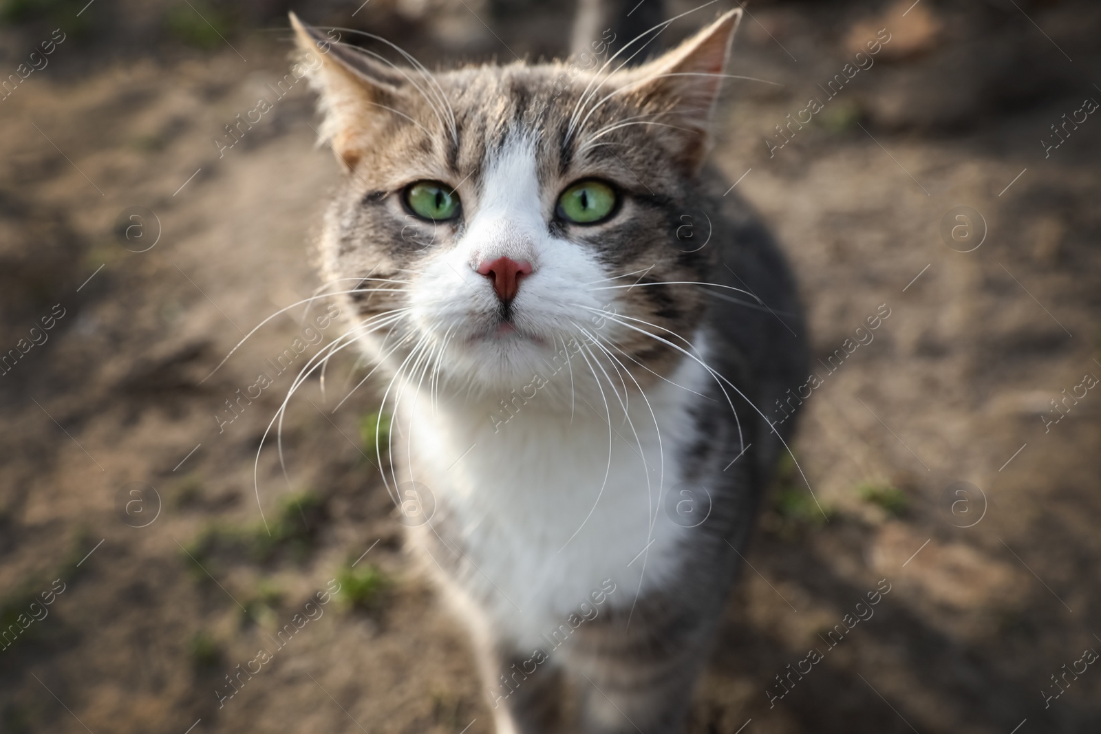 Photo of Lonely stray cat outdoors. Pet homelessness problem