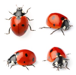 Image of Set with beautiful ladybugs on white background