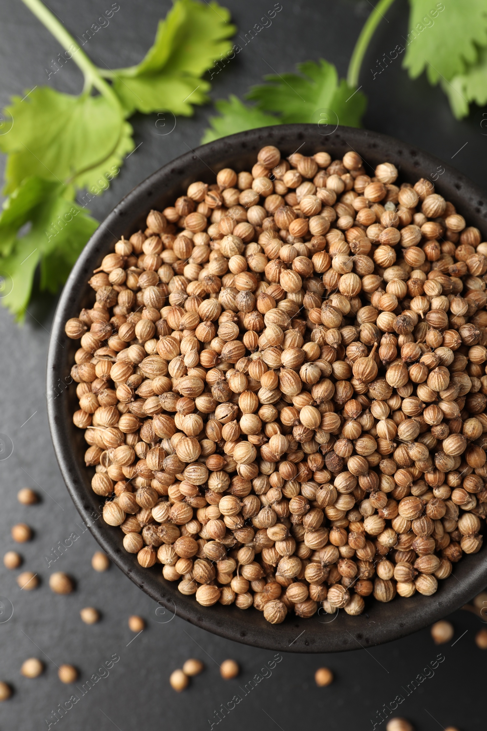 Photo of Dried coriander seeds in bowl and green leaves on dark gray textured table, flat lay