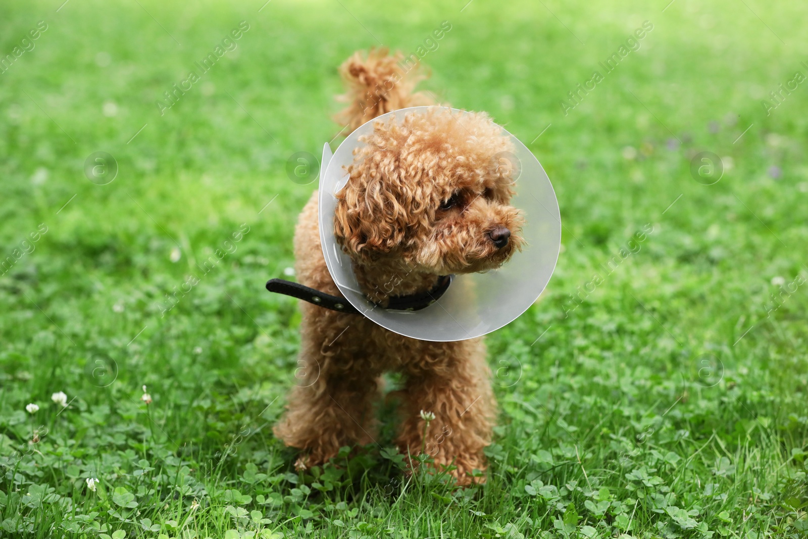 Photo of Cute Maltipoo dog with Elizabethan collar on green grass outdoors