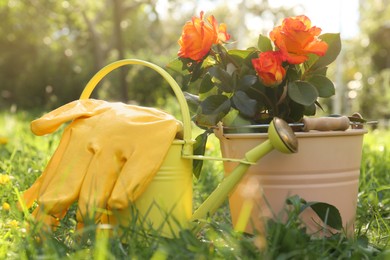 Photo of Watering can, gloves and bucket with blooming rose bush on grass outdoors