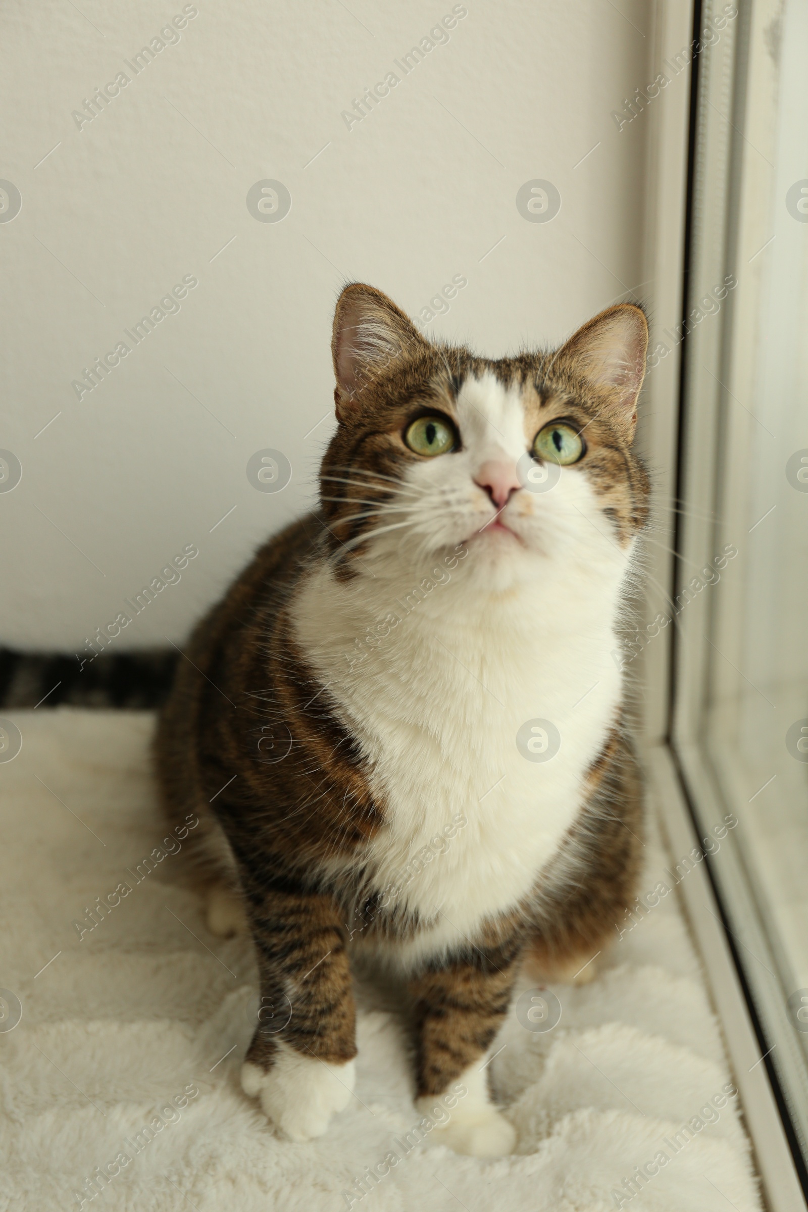 Photo of Cute cat on window sill at home. Adorable pet