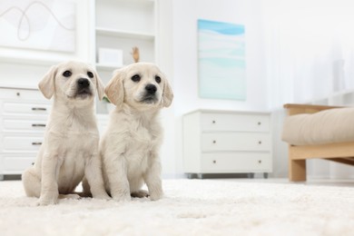 Cute little puppies on white carpet at home. Space for text