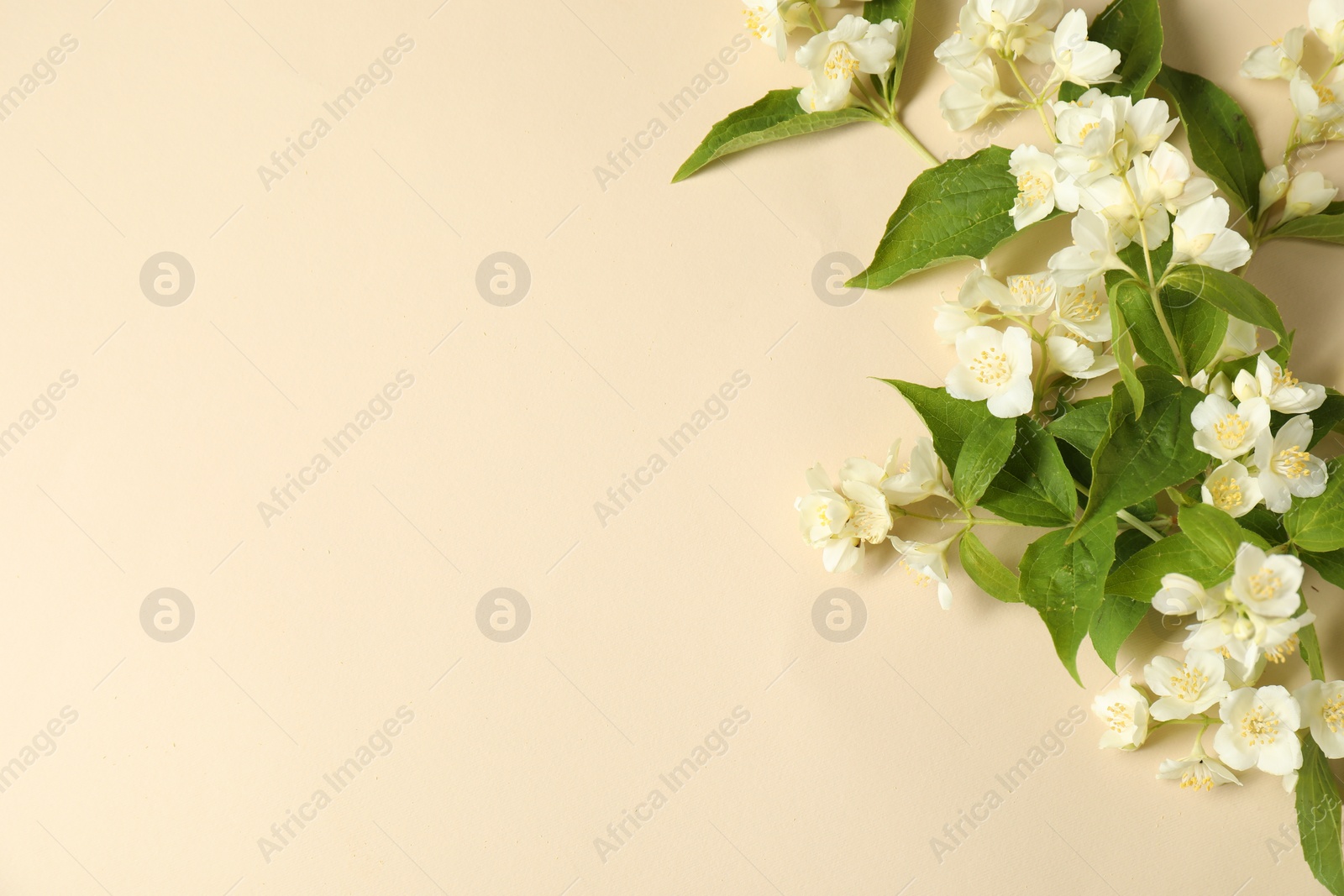 Photo of Aromatic jasmine flowers and green leaves on beige background, flat lay. Space for text