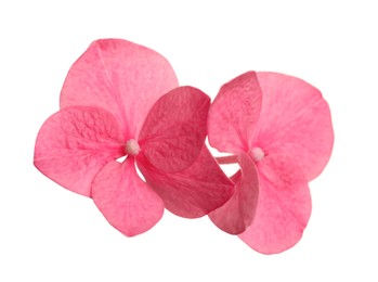 Photo of Beautiful pink hortensia plant florets on white background