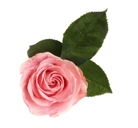 Photo of Beautiful pink rose on white background, top view