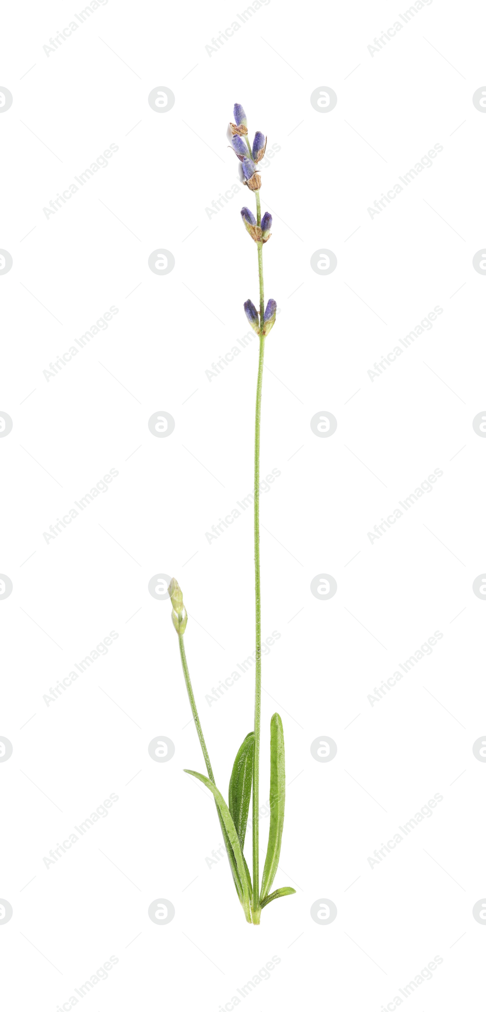 Photo of Beautiful blooming lavender flower on white background