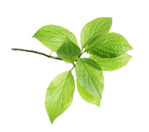 Branch with green leaves on white background