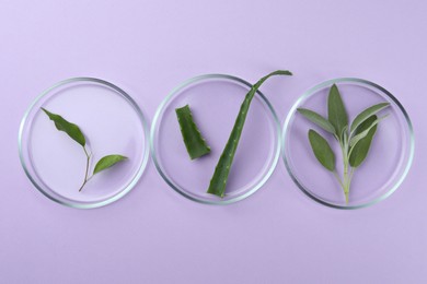 Photo of Flat lay composition with Petri dishes and plants on violet background