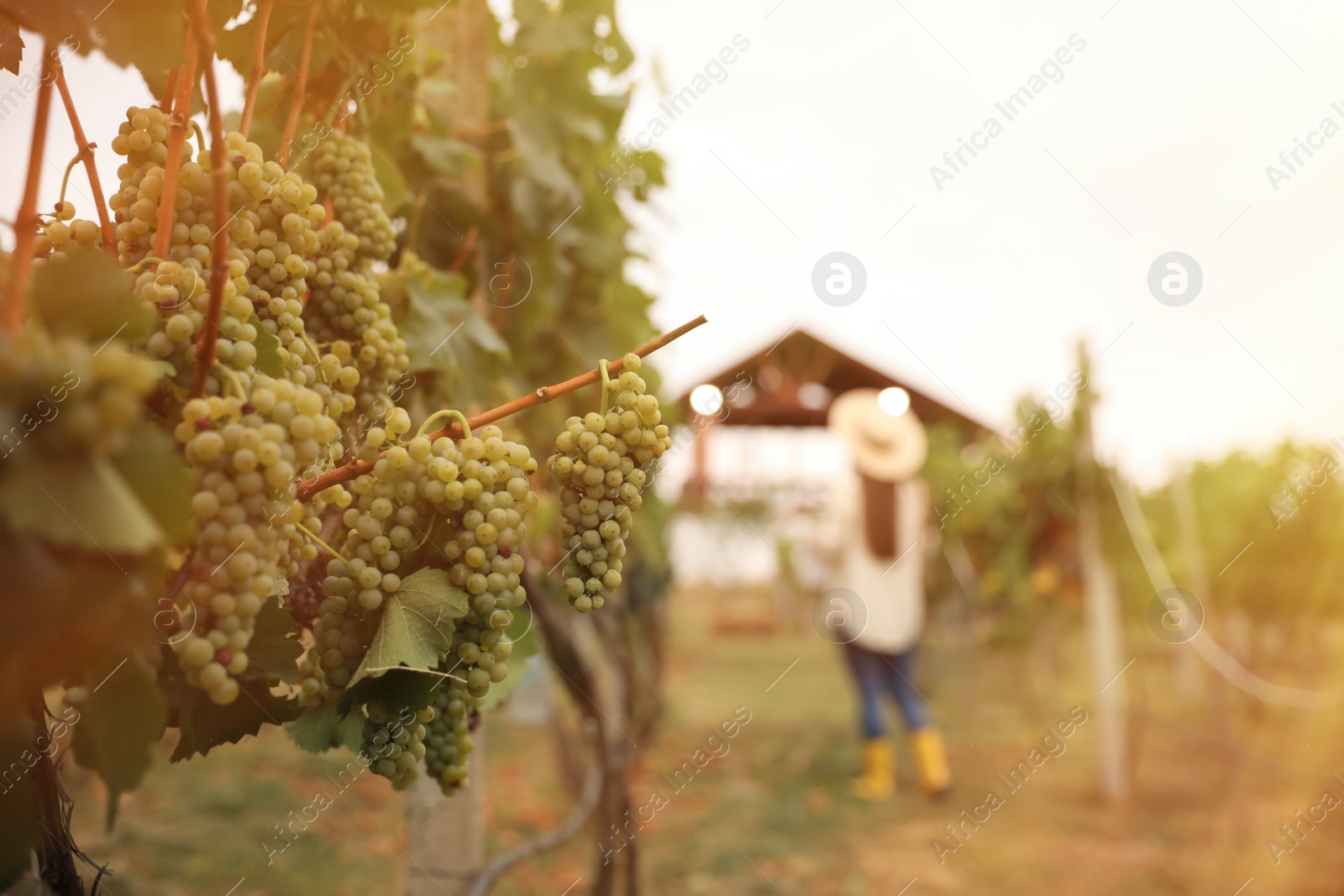 Photo of Beautiful view of vineyard with ripening grapes