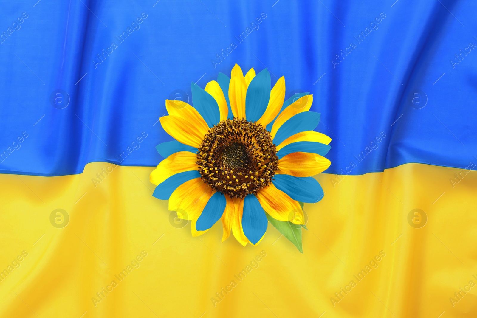 Image of Bright sunflower and Ukrainian national flag on background