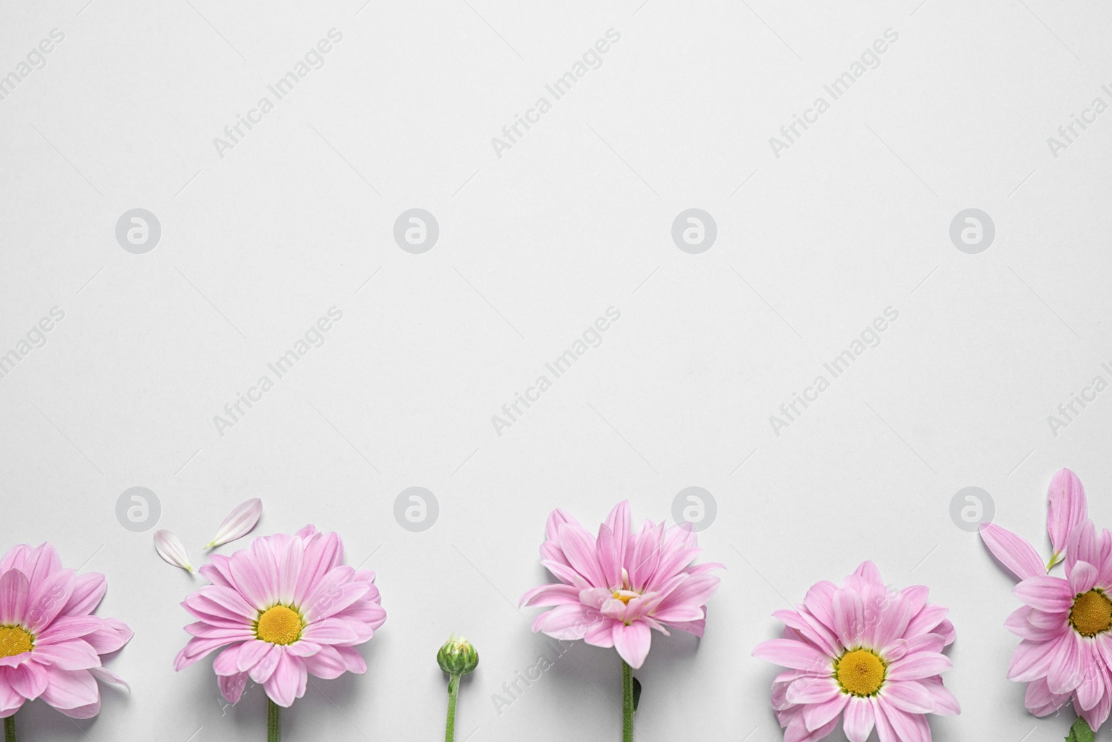 Photo of Beautiful pink chamomile flowers on white background, flat lay. Space for text