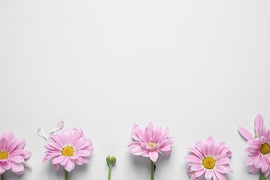 Photo of Beautiful pink chamomile flowers on white background, flat lay. Space for text