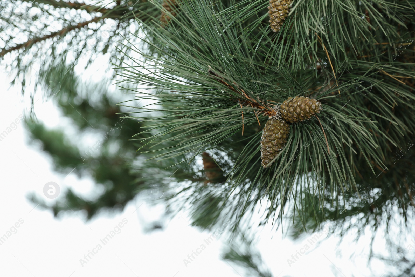 Photo of Pine branch with cones outdoors, closeup. Space for text