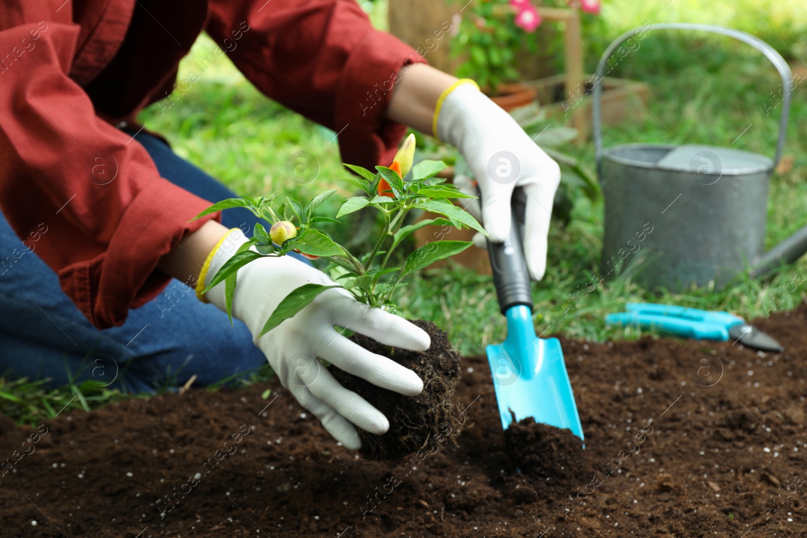 Photo of Woman transplanting pepper plant into soil in garden, closeup