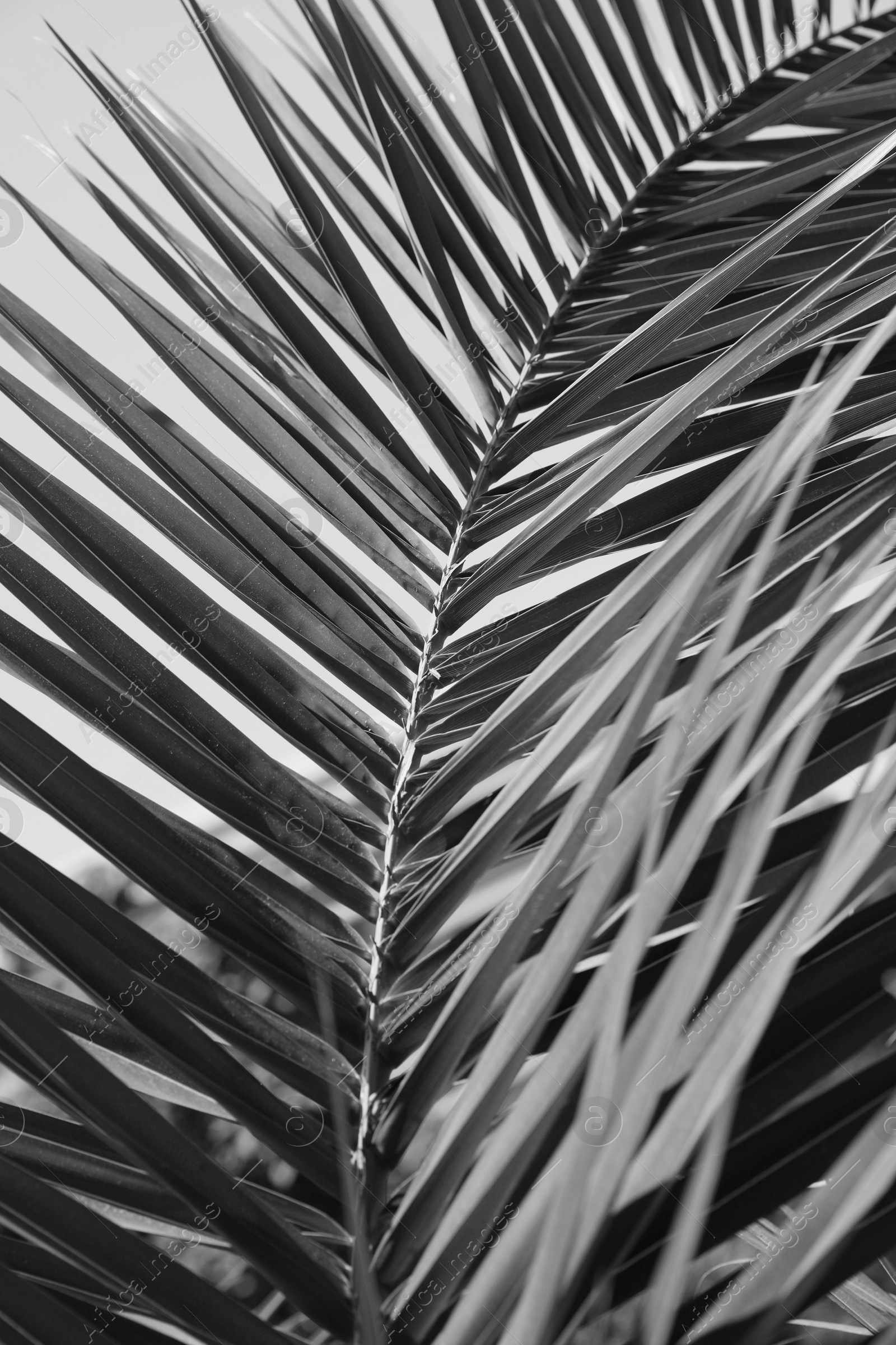 Image of Beautiful tropical leaf, closeup. Black and white effect