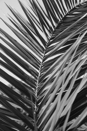 Beautiful tropical leaf, closeup. Black and white effect