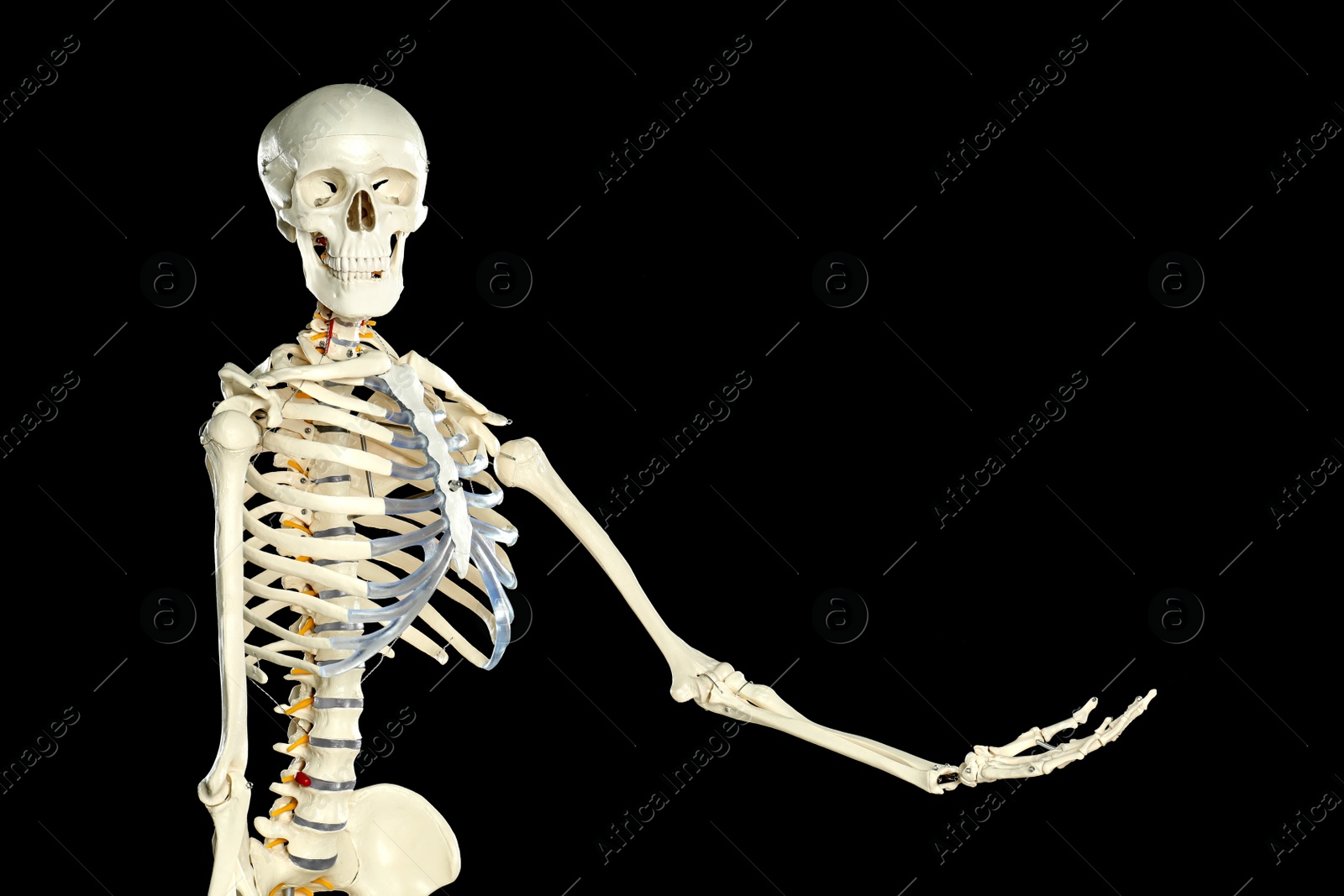 Photo of Artificial human skeleton model on black background