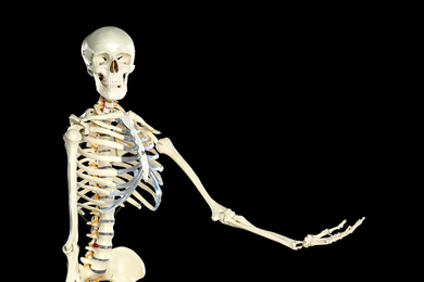 Artificial human skeleton model on black background