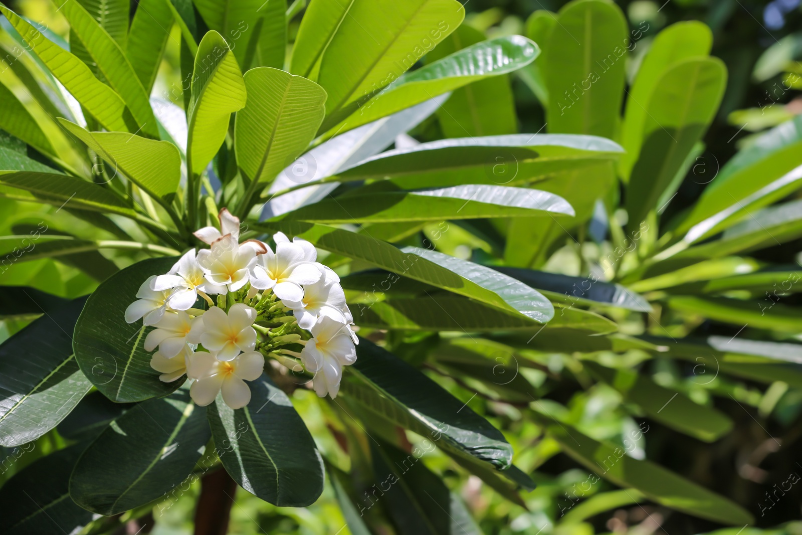 Photo of Beautiful white flowers at tropical resort on sunny day