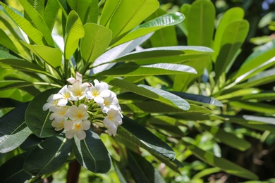 Beautiful white flowers at tropical resort on sunny day