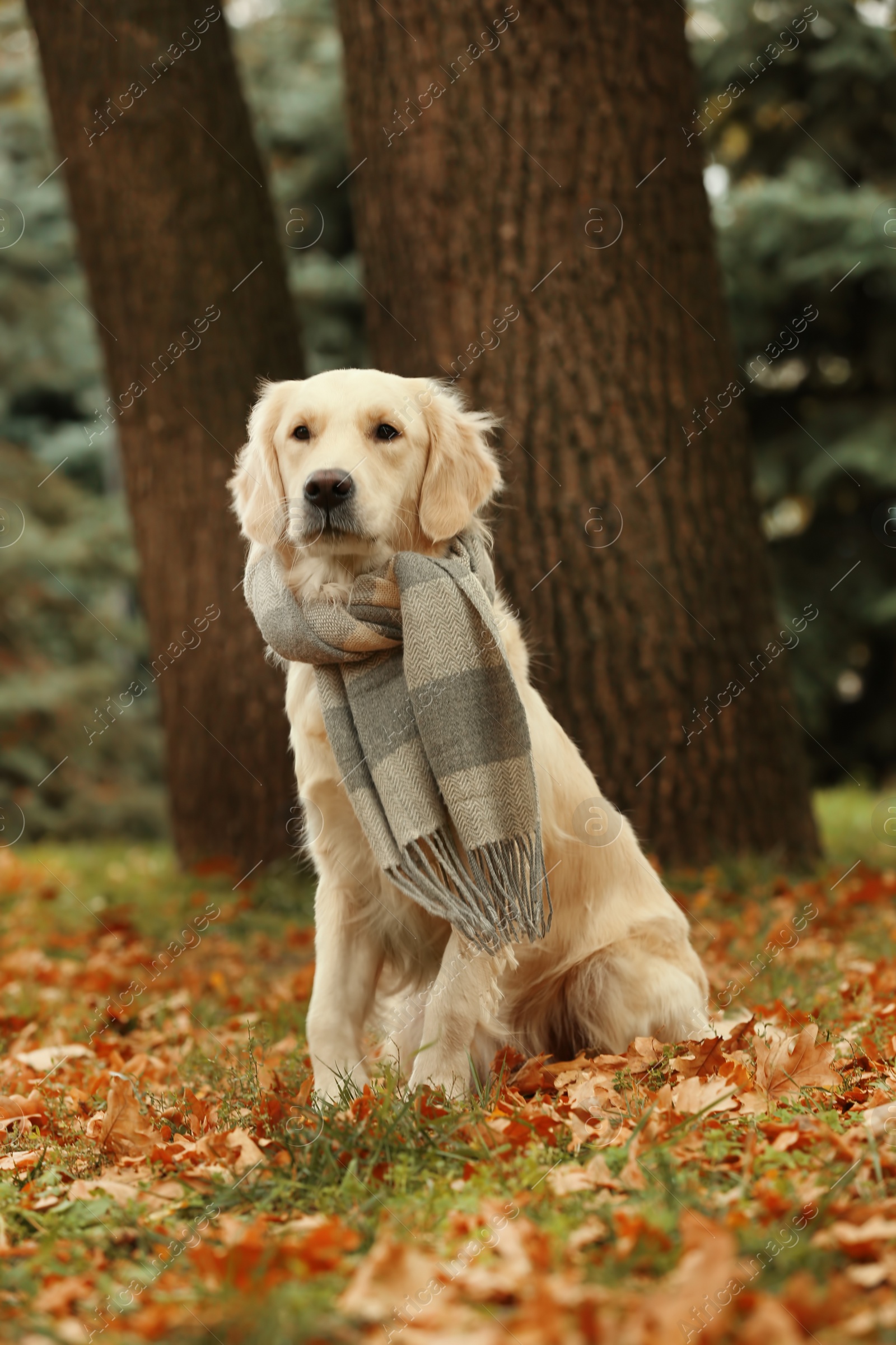 Photo of Funny Labrador Retriever wearing warm scarf in beautiful autumn park