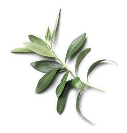 Photo of Twig with fresh green olive leaves on white background, top view