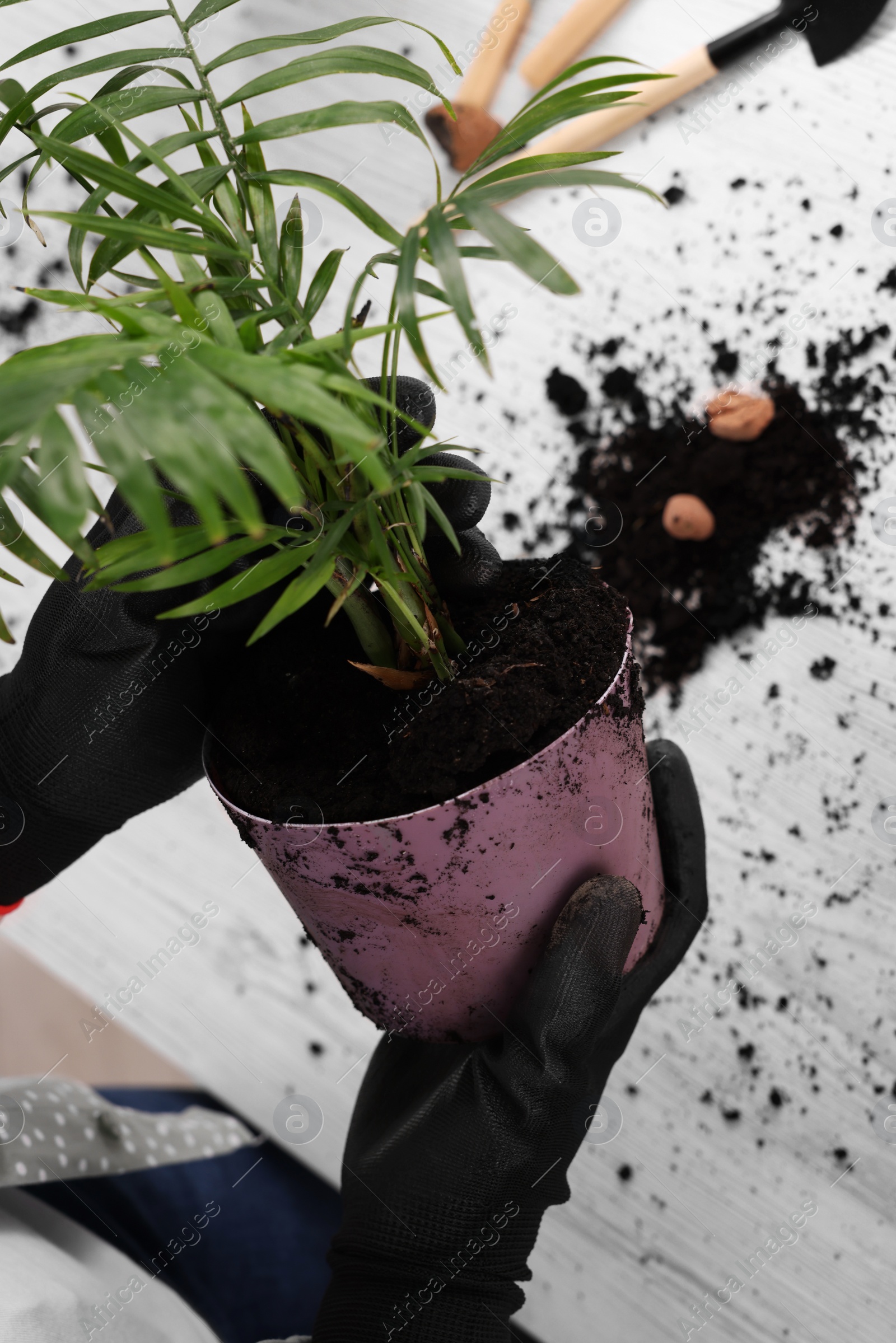 Photo of Woman in gloves transplanting houseplant at white table, closeup