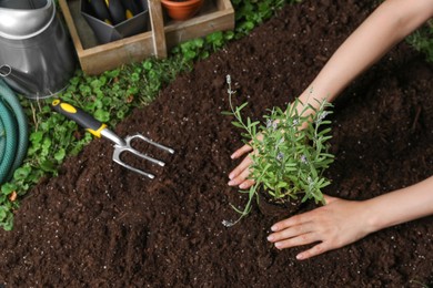 Woman transplanting beautiful lavender flower into soil in garden, above view